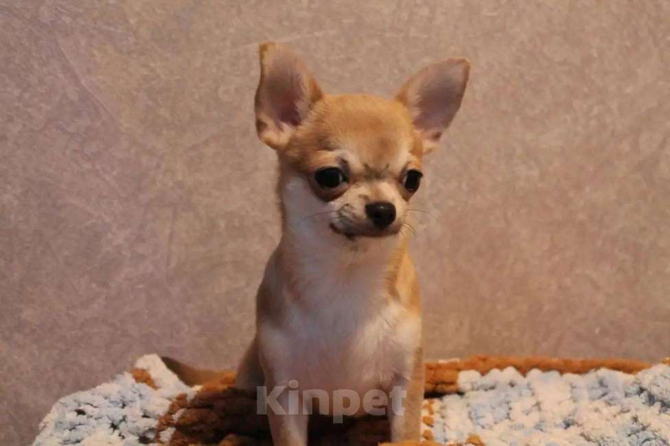 Собаки в Лобне: Чихуахуа мальчик Мальчик, 40 000 руб. - фото 1