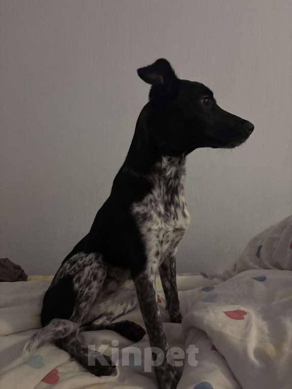 Собаки в Екатеринбурге: Отдадим собачку в хорошие руки! Девочка, Бесплатно - фото 4