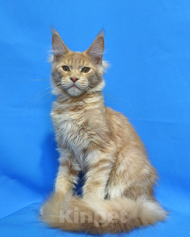 Кошки в Москве: Котенок Мейн-Кун Мальчик Мальчик, 60 000 руб. - фото 6