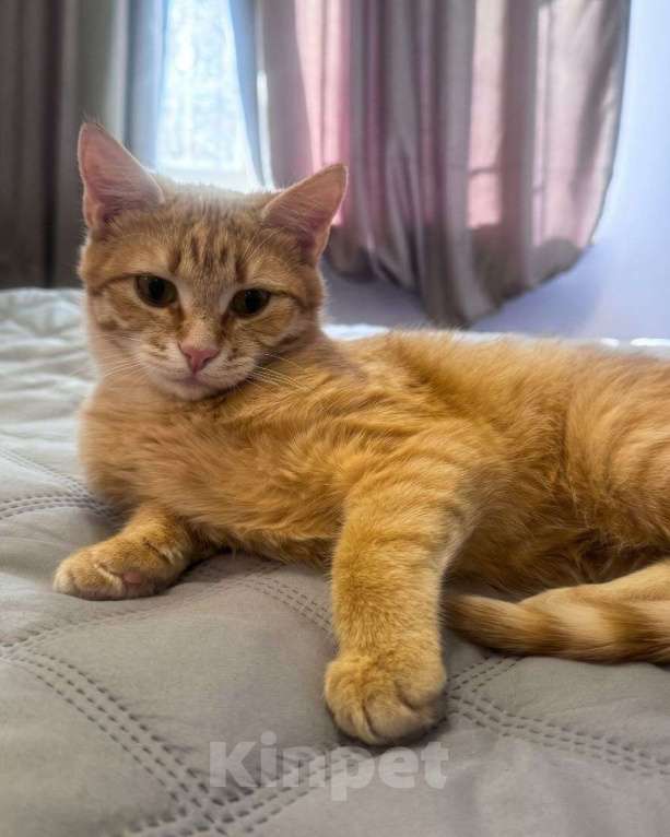 Кошки в Москве: Котенок Зоя ищет дом Девочка, Бесплатно - фото 3