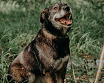 Собаки в Москве: Лея Девочка, Бесплатно - фото 10