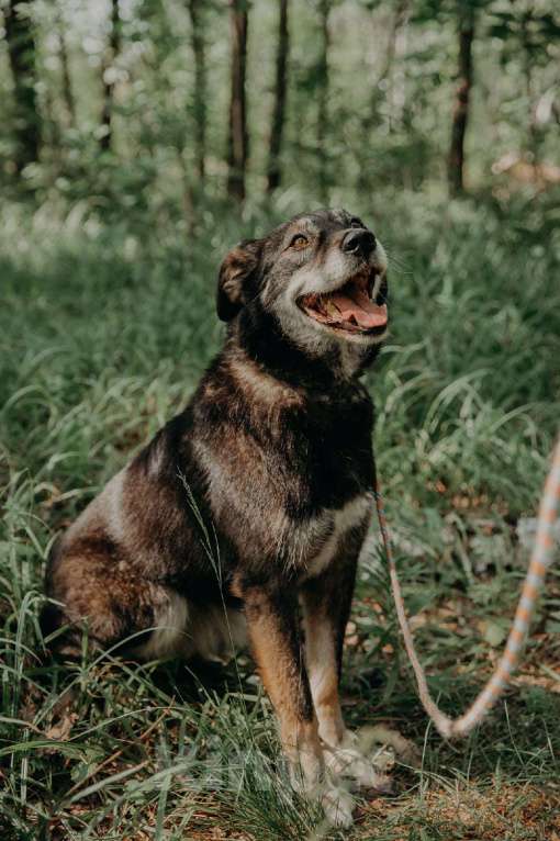 Собаки в Москве: Лея Девочка, Бесплатно - фото 10