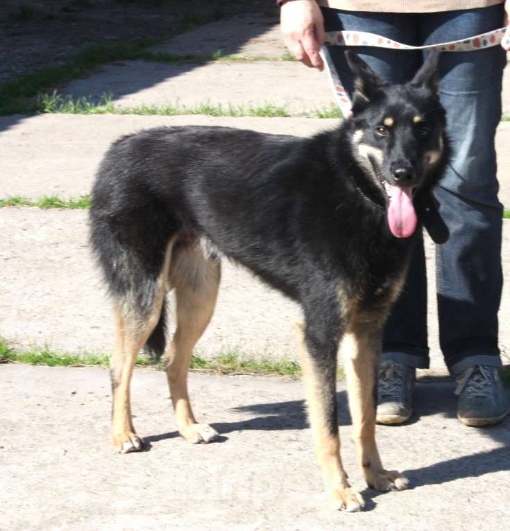 Собаки в Москве: Дружелюбный красавчик Лимончик ищет дом и любимую семью  Мальчик, Бесплатно - фото 2