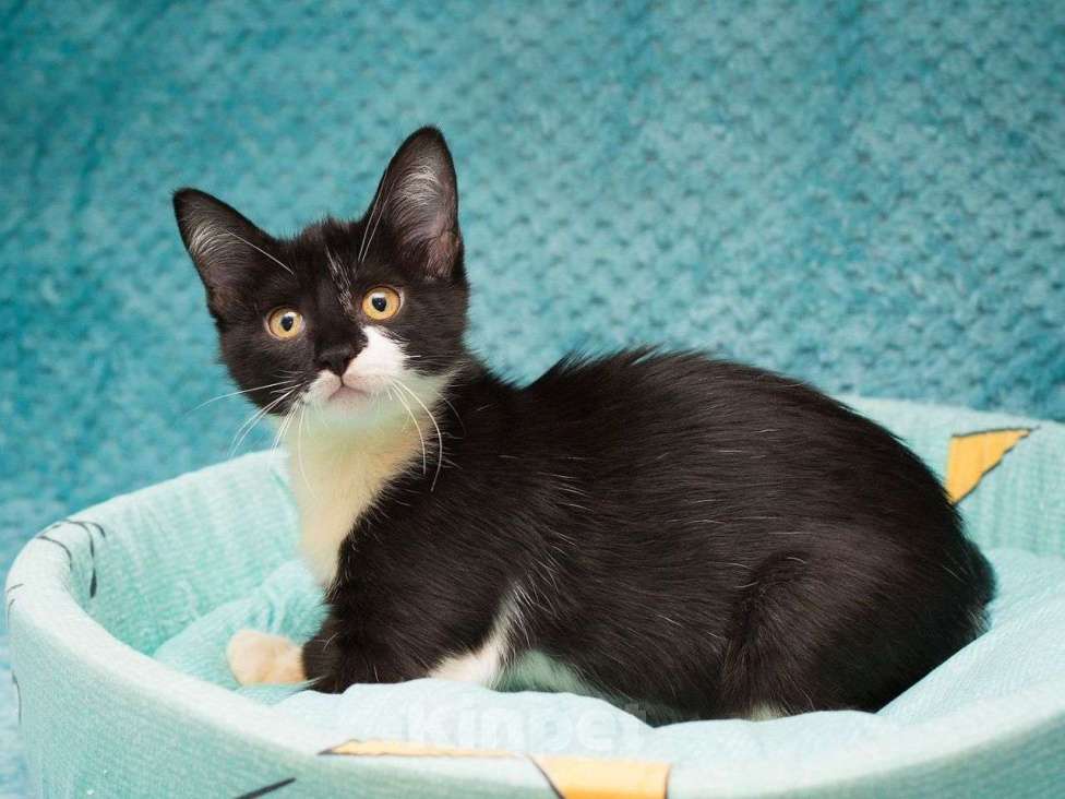 Кошки в Москве: Самый ласковый на свете котеночек Девочка, Бесплатно - фото 2