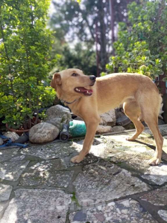 Собаки в Москве: Собачка ждёт своего друга Девочка, Бесплатно - фото 4