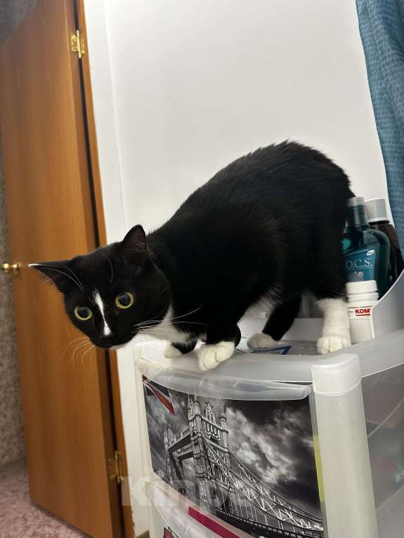 Кошки в Лянторе: Кот в добрые руки  Мальчик, Бесплатно - фото 3