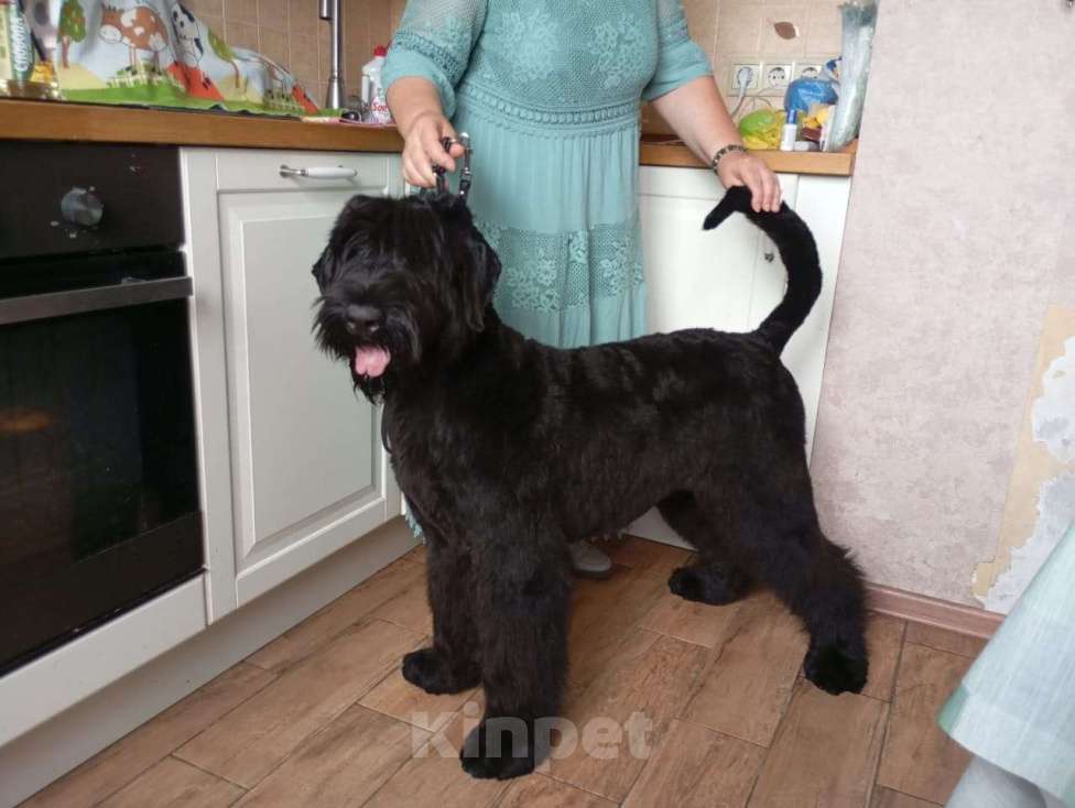 Собаки в Москве: Щенок русского черного терьера Девочка, Бесплатно - фото 8