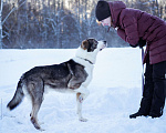 Собаки в Москве: Добрый, статный красавчик с невероятными глазами в добрые руки Мальчик, Бесплатно - фото 6