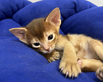Кошки в Липецке: Продается абиссинский котенок  Мальчик, 60 000 руб. - фото 2