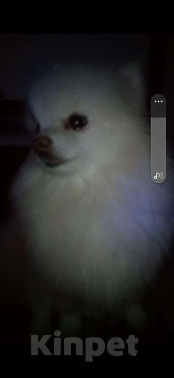 Собаки в Новосибирске: Продам мини мишек шпиц Девочка, 35 000 руб. - фото 3