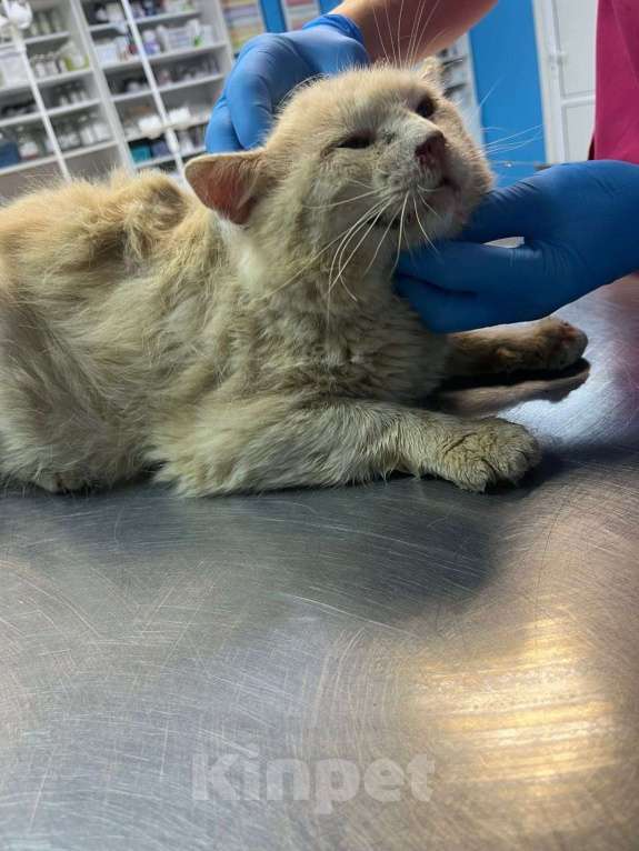 Кошки в Пушкино: Котик срочно ищет дом или передержку! Мальчик, Бесплатно - фото 3