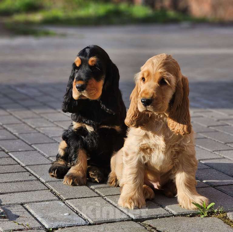 Собаки в Калининграде: Щенки английского кокер спаниеля Разнополые, 60 000 руб. - фото 1