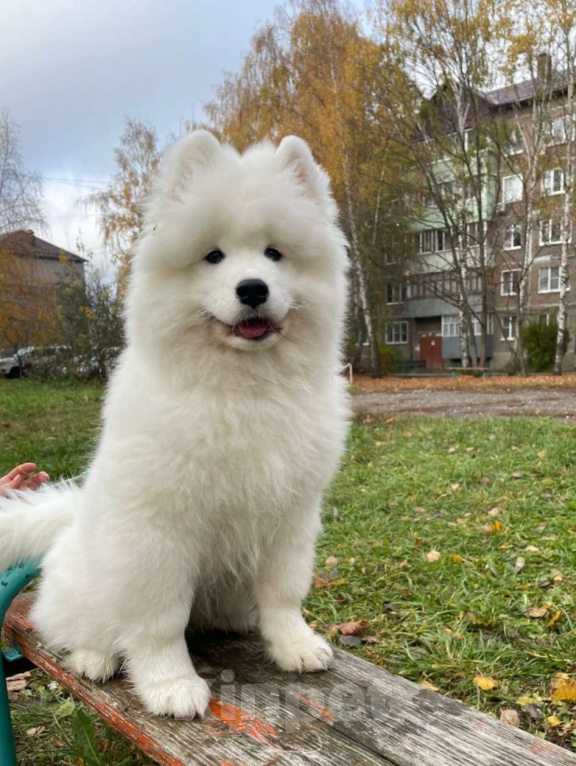 Собаки в Мичуринске: Щенок самоеда Мальчик, 70 000 руб. - фото 3