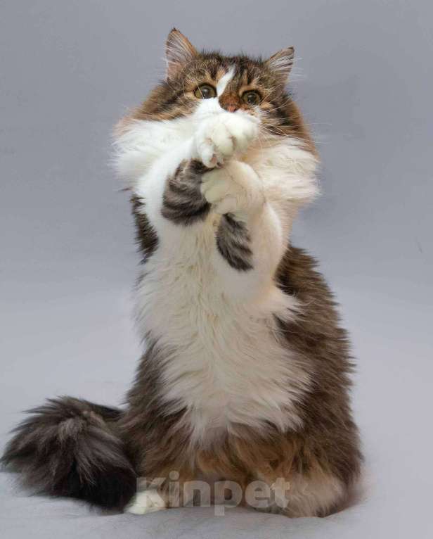 Кошки в Москве: Нежный ласковый котик Симон в добрые руки Мальчик, Бесплатно - фото 6