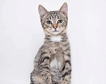 Кошки в Одинцово: Котята Том и Джерри в добрые руки в дар Мальчик, 1 руб. - фото 6