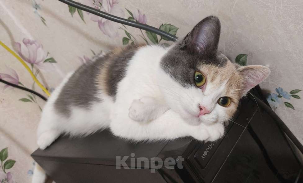 Кошки в Севастополе: Пропала Мурка  Девочка, 10 000 руб. - фото 2