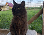Кошки в Дмитрове: Молодой котик Черныш. Мальчик, Бесплатно - фото 8