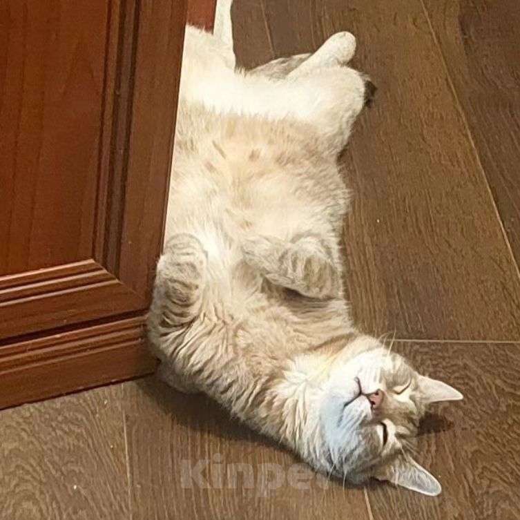 Кошки в Москве: У ребёнка аллергия 🆘️ Кота нужно срочно забирать Мальчик, Бесплатно - фото 3