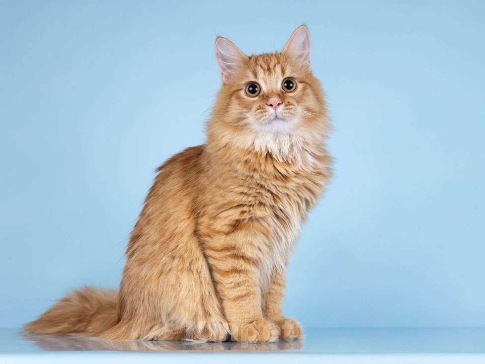 Кошки в Москве: Нежный ласковый рыжий котик Лютик Мальчик, Бесплатно - фото 1