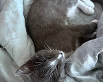 Кошки в Стерлитамаке: котенок Мальчик, Бесплатно - фото 1