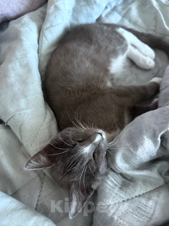 Кошки в Стерлитамаке: котенок Мальчик, Бесплатно - фото 1