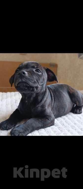 Собаки в Казани: Английский Стаффордширский Бультерьер Мальчик, 50 000 руб. - фото 4