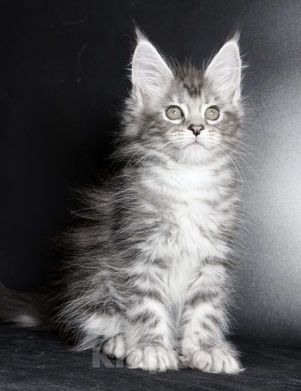 Кошки в других городах Московской области: Любознательная красотка Девочка, 30 000 руб. - фото 4