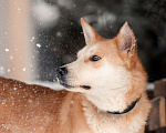 Собаки в Москве: Лэнвилл спокойный, обаятельный и умный пёс Мальчик, Бесплатно - фото 1