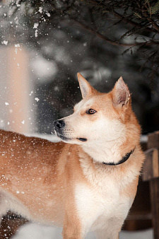 Объявление: Лэнвилл спокойный, обаятельный и умный пёс, Бесплатно, Москва