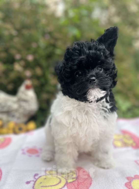 Собаки в Санкт-Петербурге: Девочка Пушон Девочка, 50 000 руб. - фото 5