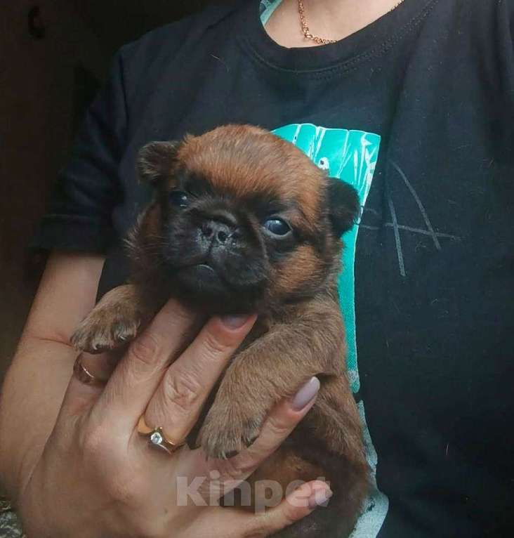 Собаки в Москве: Малый брабансон рыжий мальчик Мальчик, 45 000 руб. - фото 1