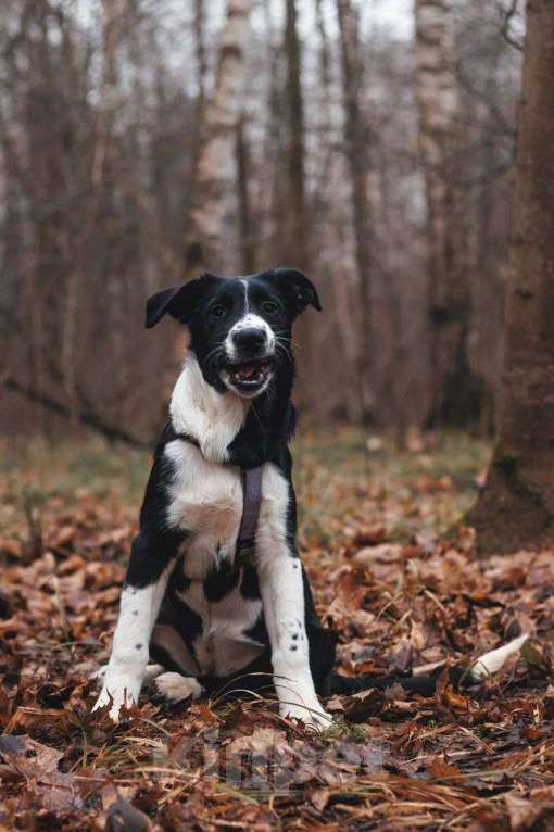 Собаки в Москве: Фелисити - девочка, 2 месяца, ищет дом  Девочка, Бесплатно - фото 4