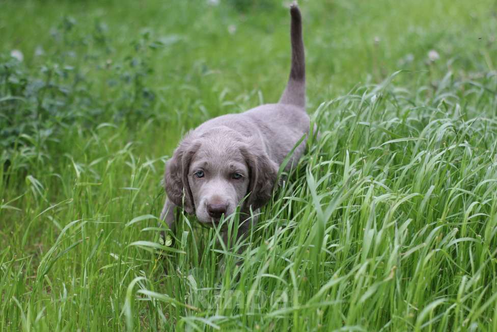 Собаки в Москве: Веймаранер длинношерстный Мальчик, Бесплатно - фото 5
