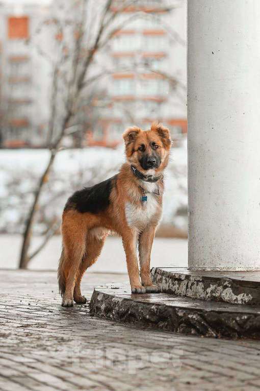 Собаки в Москве: Малыш ищет семью! Мальчик, Бесплатно - фото 6