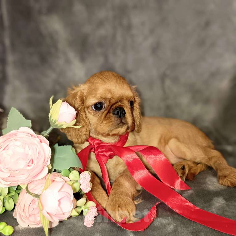 Собаки в Москве: Кортни Девочка, 55 000 руб. - фото 7