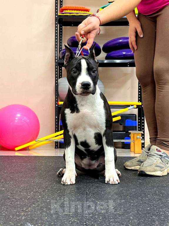 Собаки в Москве: Шикарная девочка амстаффа  Девочка, 60 000 руб. - фото 4