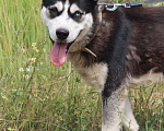 Собаки в Самаре: Михась ищет дом, Бесплатно - фото 10
