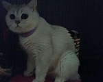 Кошки в Кингисеппе: Британский молодой кот, 35 000 руб. - фото 2