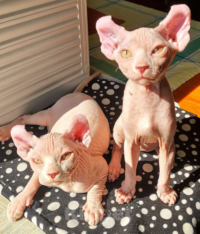 Кошки в Самаре: Чистокровные эльфы девочки Девочка, 5 000 руб. - фото 10