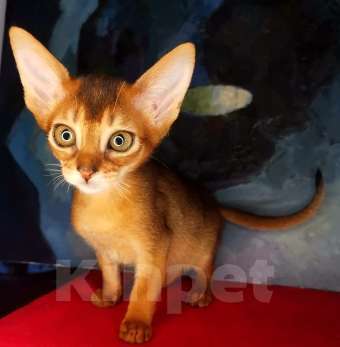 Кошки в Москве: Чудесные абиссинские дикие девочки и мальчик соррель Мальчик, 50 000 руб. - фото 8