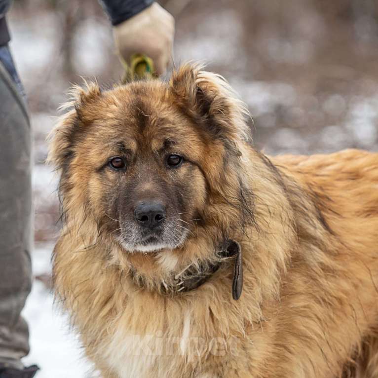 Собаки в Москве: Роюшка Мальчик, Бесплатно - фото 3