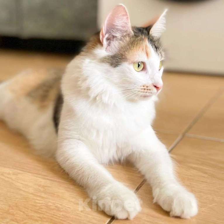 Кошки в Москве: Марусю бросили хозяева Девочка, Бесплатно - фото 4