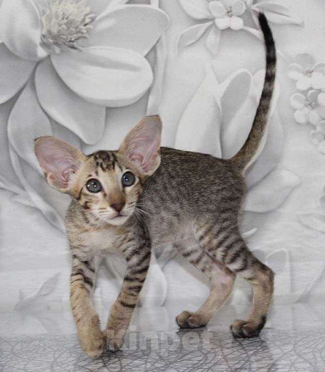 Кошки в Новосибирске: Котёнок Петерболд Девочка, 45 000 руб. - фото 3