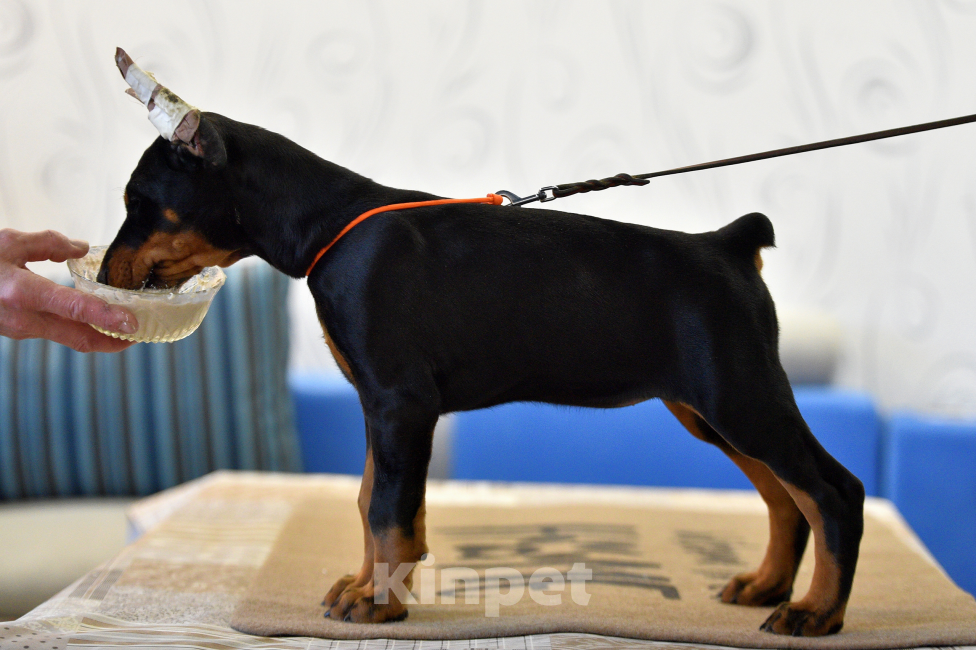 Собаки в Москве: Замечательная девчонка 2,5 месяца Девочка, 100 000 руб. - фото 5