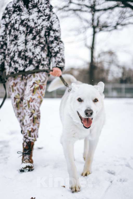 Собаки в Москве: Рекс ищет дом за городом  Мальчик, Бесплатно - фото 5