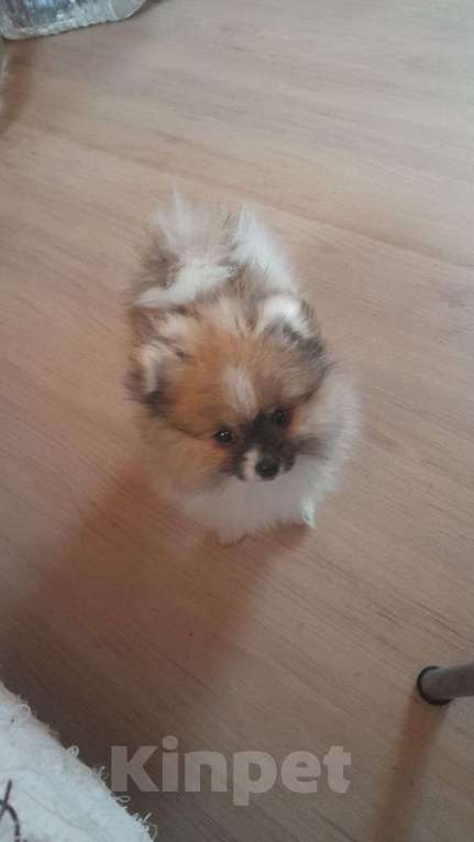 Собаки в Домодедово: Щенки шпиц Мальчик, 25 000 руб. - фото 3