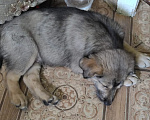 Собаки в Ногинске: Крошечному щенку срочно нужен дом! Мальчик, Бесплатно - фото 3