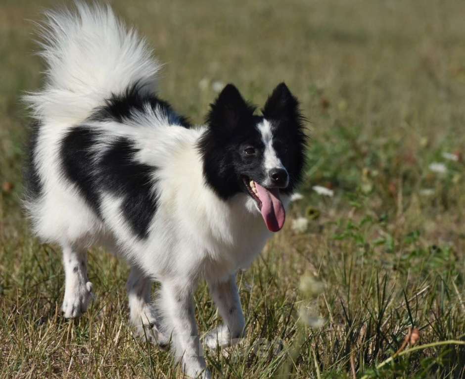 Собаки в Москве: Ненецкая оленегонная лайка. Сука Цветик-Семицветик. Девочка, 50 000 руб. - фото 6
