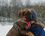 Собаки в Москве: Щенок Норд ищет дом Мальчик, Бесплатно - фото 1