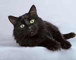 Кошки в Москве: Ласковый чёрный пушистый котик Хеликс Мальчик, Бесплатно - фото 1